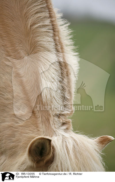 Fjordpferd Mhne / Fjord Horse mane / RR-13055