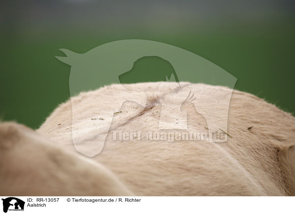 Aalstrich / dorsal stripe Fjord Horse / RR-13057
