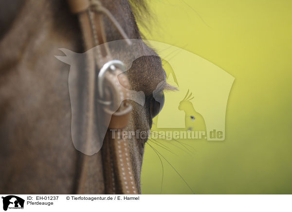 Pferdeauge / horse eye / EH-01237