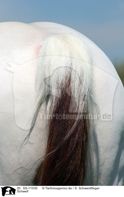 Schweif / horse backside / SS-11030