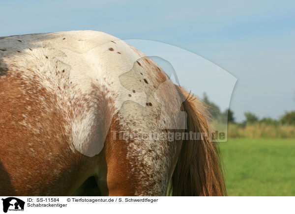 Schabrackentiger / Pony Fell / SS-11584