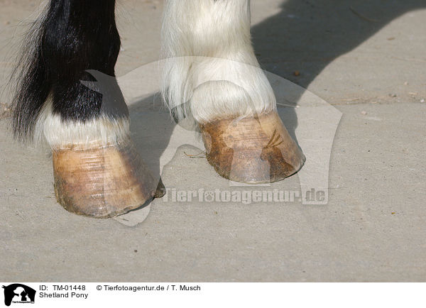 Shetland Pony / Shetland Pony / TM-01448