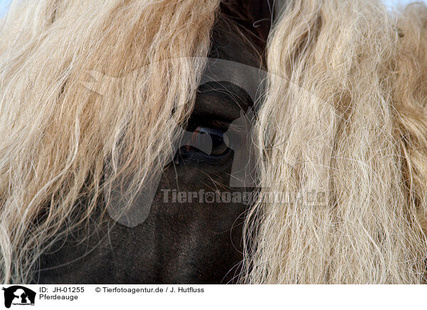 Pferdeauge / JH-01255