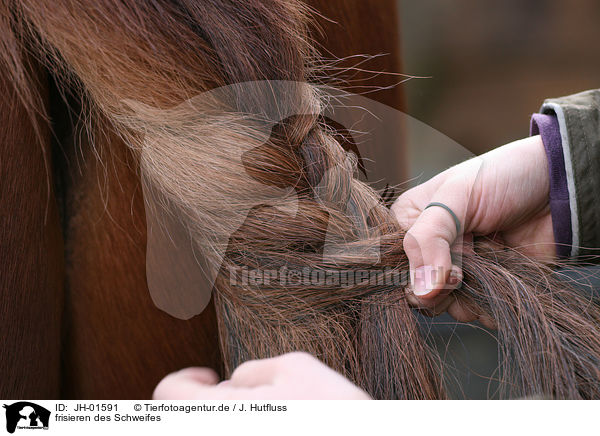 frisieren des Schweifes / plaiting horse tail / JH-01591