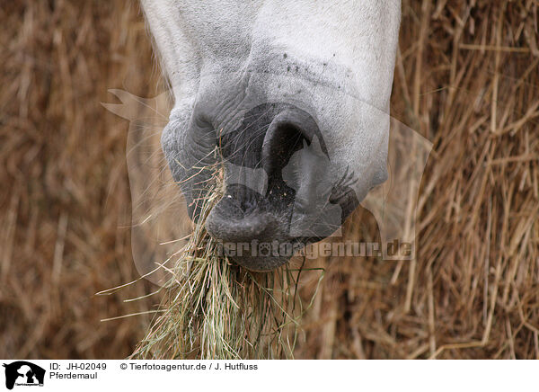 Pferdemaul / horse mouth / JH-02049