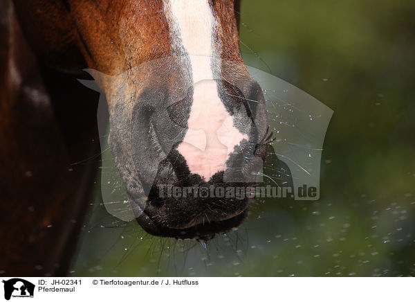 Pferdemaul / horse mouth / JH-02341