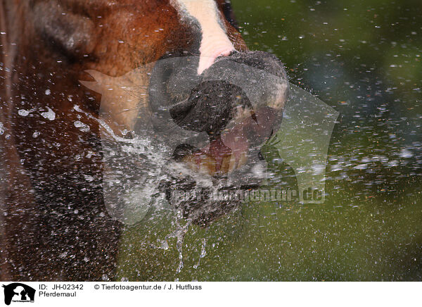 Pferdemaul / horse mouth / JH-02342