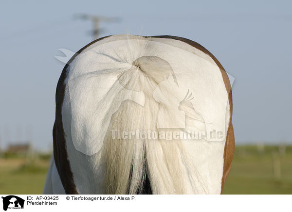 Pferdehintern / horse back / AP-03425