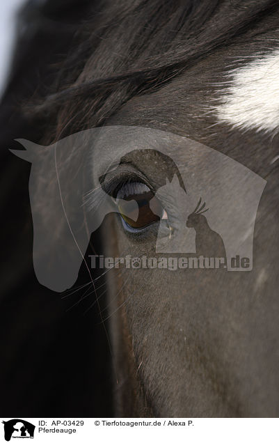 Pferdeauge / horse eye / AP-03429