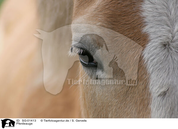Pferdeauge / horse eye / SG-01413