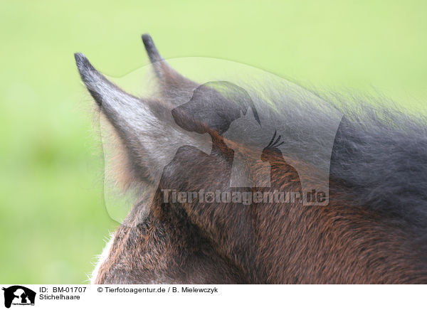 Stichelhaare / BM-01707