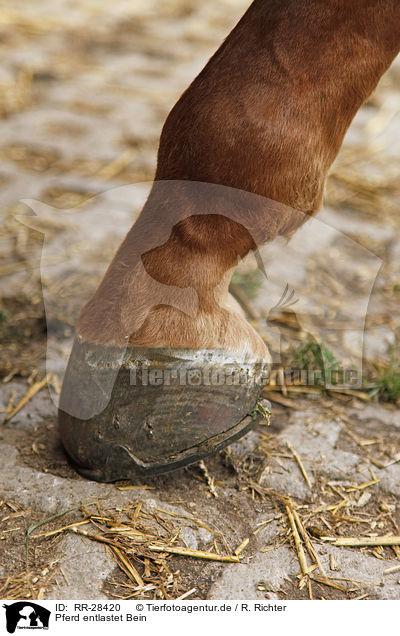 Pferd entlastet Bein / horse hoof / RR-28420