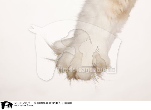 Waldkatze Pfote / RR-36171