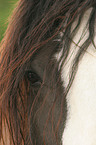 Shire Horse Auge
