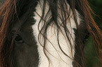 Shire Horse Augen
