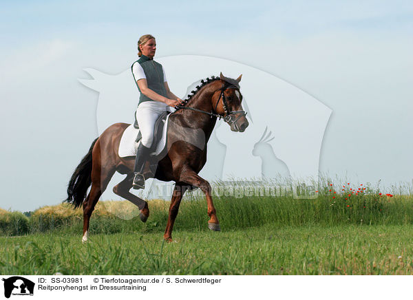 Reitponyhengst im Dressurtraining / Pony stallion in  dressage training / SS-03981