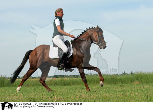 Reitponyhengst im Dressurtraining / Pony stallion in  dressage training / SS-03982