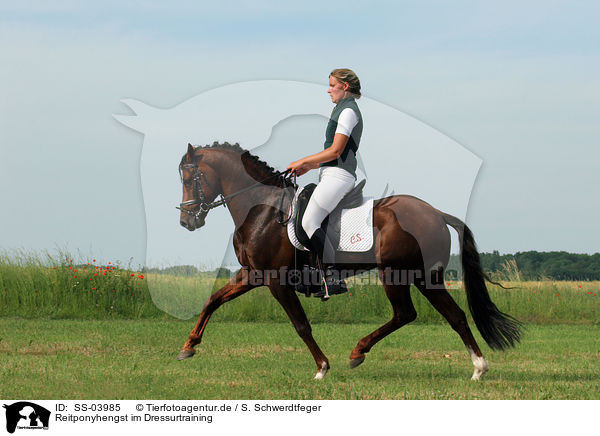 Reitponyhengst im Dressurtraining / Pony stallion in  dressage training / SS-03985
