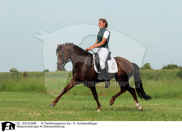 Reitponyhengst im Dressurtraining / Pony stallion in  dressage training / SS-03986