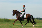 Reitponyhengst im Dressurtraining