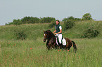 Reitponyhengst im Dressurtraining