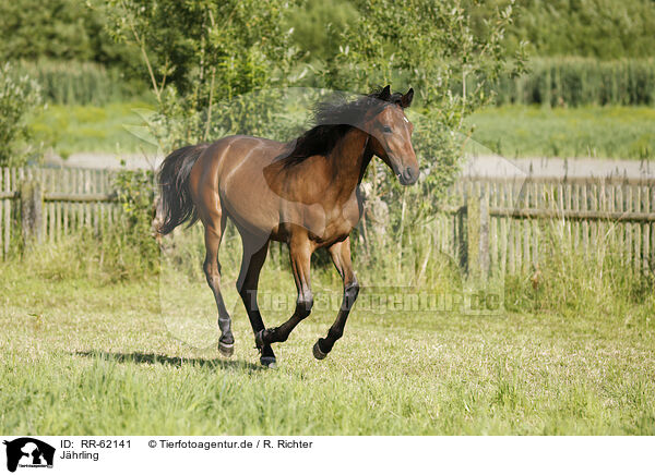 Jhrling / yearling / RR-62141