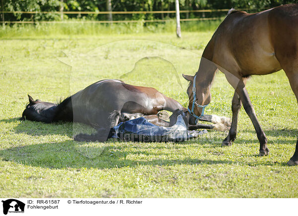 Fohlengeburt / birth of a foal / RR-61587