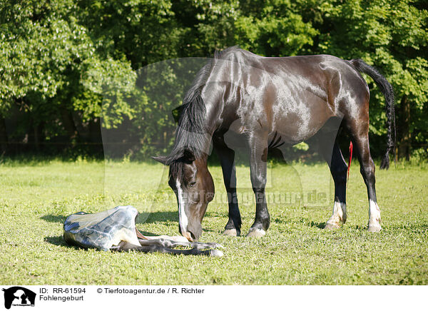 Fohlengeburt / RR-61594