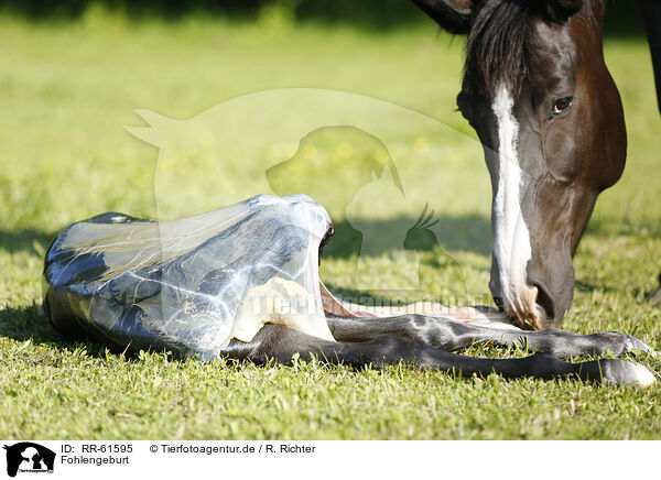 Fohlengeburt / RR-61595