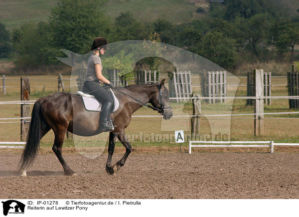 Reiterin auf Lewitzer Pony / Leisure rider / IP-01278