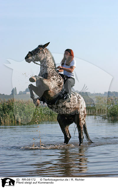 Pferd steigt auf Kommando / RR-08172