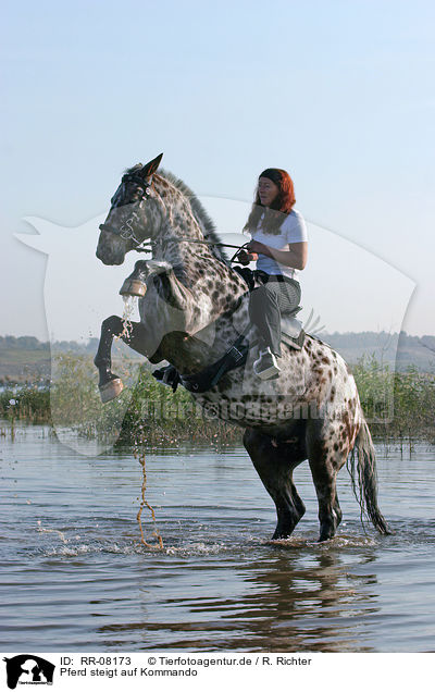 Pferd steigt auf Kommando / RR-08173