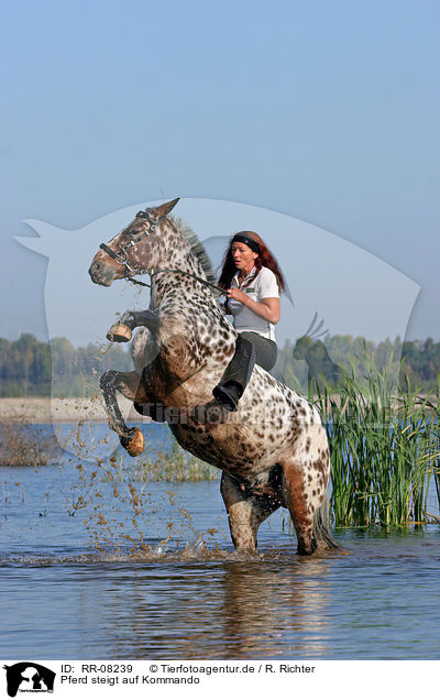 Pferd steigt auf Kommando / Leisure rider / RR-08239