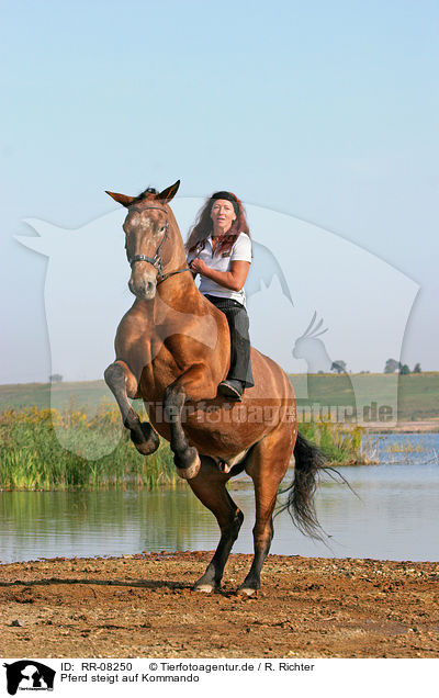 Pferd steigt auf Kommando / Leisure rider / RR-08250