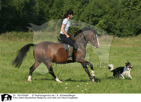 Frau reitet Deutsches Reitpony und wird von Hund begleitet / SS-05468