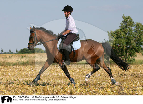 Frau reitet Deutsches Reitpony / woman rides pony on stubblefield / SS-05484