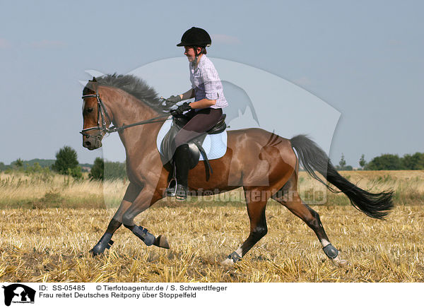 Frau reitet Deutsches Reitpony / woman rides pony on stubblefield / SS-05485