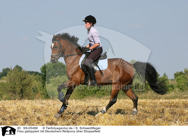 Frau galoppiert mit Deutschem Reitpony / woman rides pony on stubblefield / SS-05486