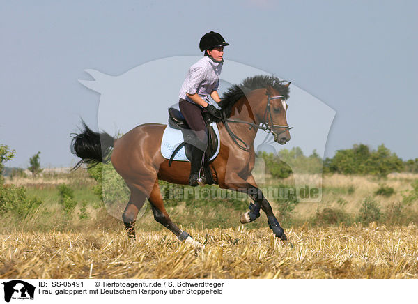 Frau galoppiert mit Deutschem Reitpony / woman rides pony on stubblefield / SS-05491