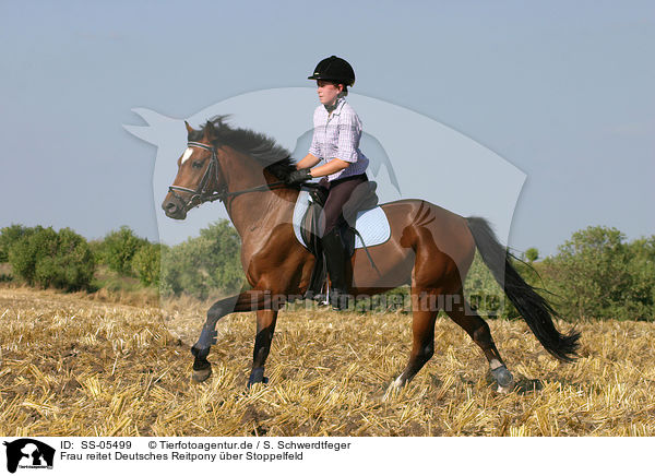 Frau reitet Deutsches Reitpony ber Stoppelfeld / SS-05499