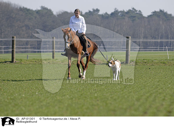 Reitbegleithund / AP-01301