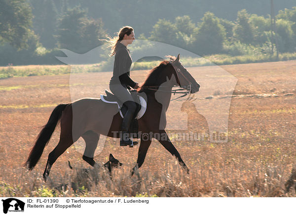 Reiterin auf Stoppelfeld / riding woman / FL-01390