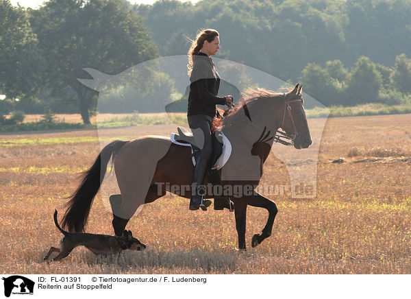 Reiterin auf Stoppelfeld / riding woman / FL-01391