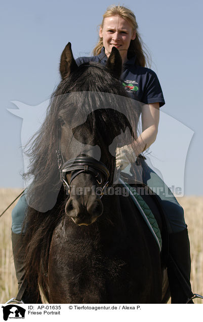 Friese Portrait / friesian horse portrait / AP-01635
