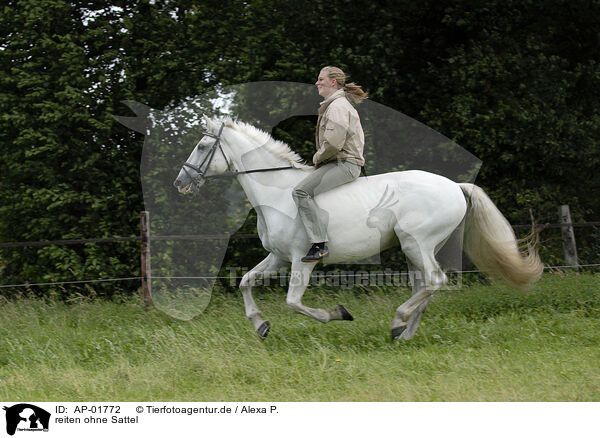 reiten ohne Sattel / AP-01772