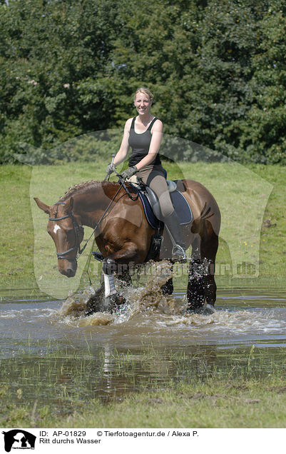 Ritt durchs Wasser / riding through water / AP-01829
