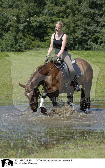 Ritt durchs Wasser / riding through water / AP-01830