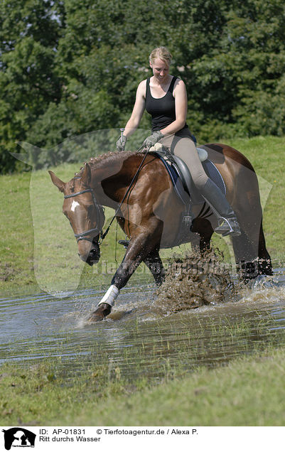 Ritt durchs Wasser / riding through water / AP-01831