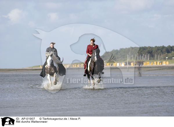 Ritt durchs Wattenmeer / riding through mudflat / AP-01907