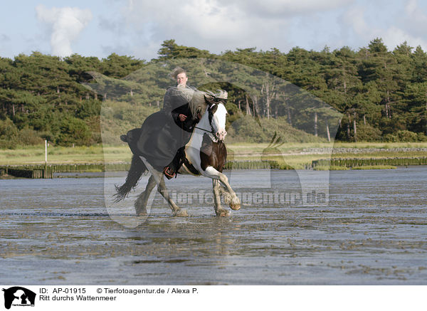 Ritt durchs Wattenmeer / riding through mudflat / AP-01915